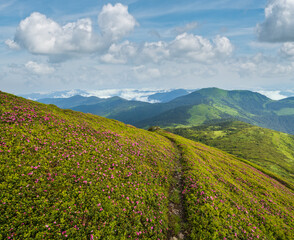 Canvas Print - Pink rose rhododendron flowers on summer mountain slope