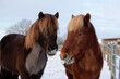 Hintergrundbild von einem Pferdehof für Islandpferde im Winter