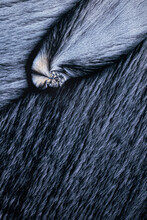 Abstract Close-up Of Animal Fur Texture