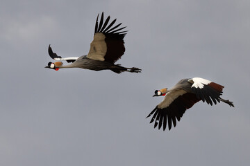 a pair of grey crowned crane flying at qudra lakes, al marmoom desert conservation reserve, uae