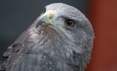 a chilean blue eagle. also known as the black-chested buzzard-eagle, the chilean blue eagle is a sou