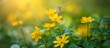 © 2rogan - Selective focus is used in naturopathy with medicinal herbs like Chelidonium majus, greater celandine, and nipplewort.