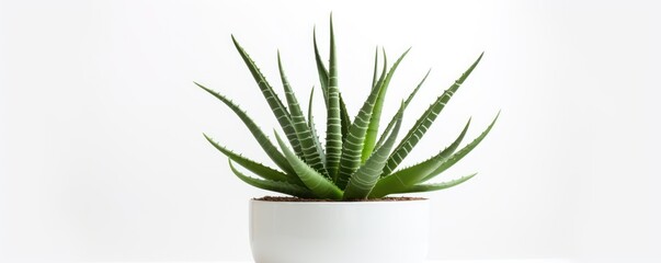 Wall Mural - Aloe vera plant is beautiful and nutritious on white background