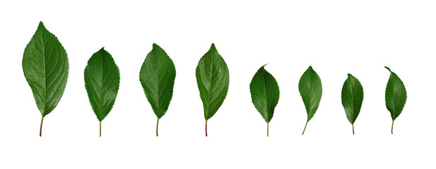 Wall Mural - botanical collection. set of green leaves of fruit trees isolated on white background. element for c