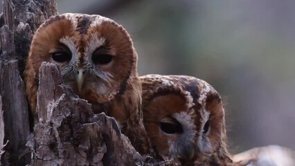 Wall Mural - An owl is sitting on a tree, another owl is climbing out of a tree trunk in the forest. Strix aluco. Close up.