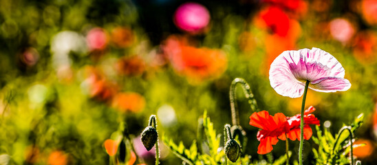 Wall Mural - summer meadow with red poppies