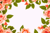 Fototapeta Na ścianę - Bright colorful flower rose. floral background