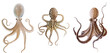 A group of three octopuses hanging from the ceiling. Imitation of vintage zoology book illustrations.