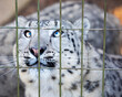 Arctic snow leopard looking up for food inside zoo cage