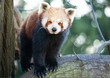 Close up frontal portrait red panda