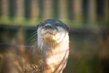 Poster - Portrait of an otter, looking up in a zoo, behind glass