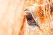 Auge vom Pferd | Detailaufnahme