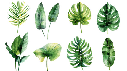 Wall Mural - Vintage Watercolor Tropical leaves collection. palm leaf, monstera, banana leaf isolated transparent background. PNG Format.