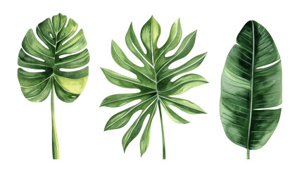 Vintage Watercolor Tropical leaves collection. palm leaf, monstera, banana leaf isolated transparent background. PNG Format.