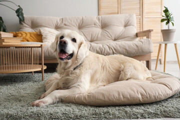 Wall Mural - Cute Labrador dog lying in pet bed at home