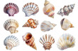 Watercolor set of different seashells isolated transparent background. PNG Format.