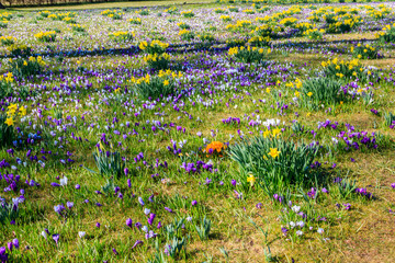 Canvas Print - Purple crocus flowers and yellow daffodils on the lawn at spring