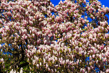 Canvas Print - Beautiful blooming pink magnolia tree in park