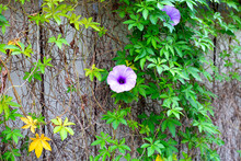 Purple Flower Of Railway Creeper Plant