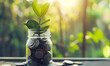 Sustainable Growth Concept, Money Plant in Jar, Financial Planning and Saving