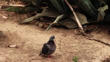 Pigeon Preening And Ground Squirrel Looking Under Cactus Plant On Dirt 
