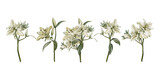 Watercolor set of branches of white lilies. Flowers, buds, leaves, stems. Decoration for wedding, Communion, christening, decoration of religious printed products.