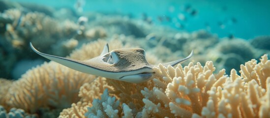 Poster - A young ray swimming near coral in the tropics.