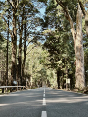 Wall Mural - Straight asphalt scenic road in the middle of natural park with high trees on the sids. Concept of travel and drive. Green environment transport vehicle. Outdoor traveling roads.