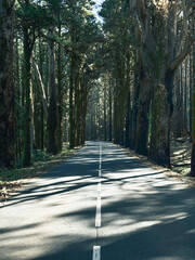 Wall Mural - Straight asphalt scenic road in the middle of natural park with high trees on the sids. Concept of travel and drive. Green environment transport vehicle. Outdoor traveling roads.