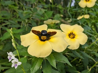 wasps are sucking the nectar of damiana flowers