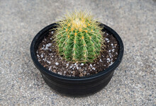 A Pot Of Golden Barrel Cactus (Echinocactus Grusonii).