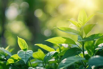 Sticker - Sunny day nature background featuring Toddalia asiatica plant