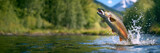 Fototapeta Mosty linowy / wiszący - Rainbow trout jumping out of the water with a splash. Fish above water catching bait. Panoramic banner with copy space