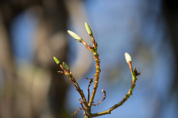 Poster - White frangipani flowers on a tree branch against blue sky