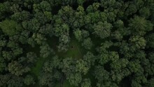 Drone Recording Of Treetops, Where The Drone Slowly Dives Between The Trees Right Down To The Ground.