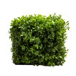 Greenery Unveiled, Transparent Background Featuring Bush Element