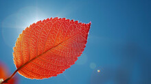 The Delicate S Of A Bright Red Leaf Backlit By The Sun Creating A Stunning Contrast Against The Blue Sky.