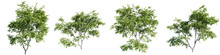 Cutout Trees Shapes Collections,Nature Trees Shapes Cutout Isolate Transparent Background.3d Rendering PNG