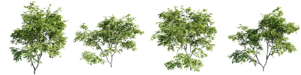 Fototapete - Trees isolate transparent background.3d rendering PNG