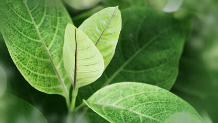 Wall Mural - Young green leaf macro, new leaves summer spring tropical plant as natural background, side view banner. Green monochrome aesthetic botanical texture, wild nature foliage scenery, soft focus