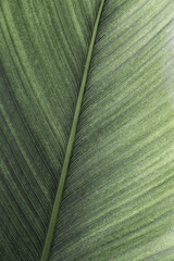 Green palm leaf macro, textured tropical leaves summer tropical plant as natural background. Green monochrome aesthetic botanical texture, wild nature foliage scenery, selective focus, close up