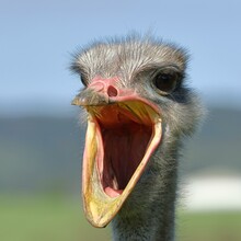 Common Ostrich (Struthio Camelus), Portrait, With Wide Open Beak, Captive, Germany, Europe