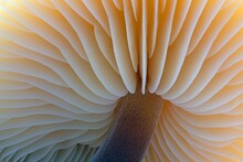 Underside Mushroom Tree Fungus