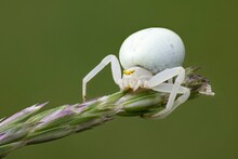 Variable Crab Spider