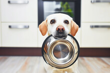 hungry dog with sad eyes holds in teeth empty food metal bowl is waiting for feeding on kitchen