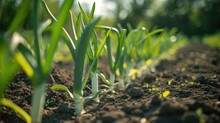 Detailed Close-up Of Fresh Leeks Thriving On A Sunlit Farm, A Harvest In Progress, Ai Generated