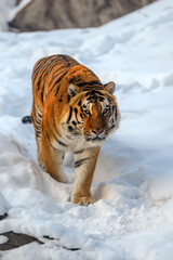 Wall Mural - closeup adult tiger in cold time. tiger snow in wild winter nature