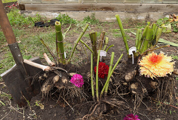 Dahlia roots were dug up in the fall for storage in the basement. garden tools