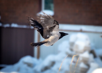 Wall Mural - Raven in flight in winter