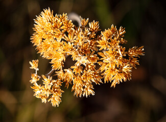 Wall Mural - Closeup of dry grass flowers